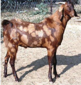 Sirohi Goat