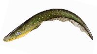 eel gold fish