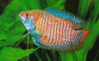 Ornamental Fish