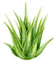 Aloe vera Plants