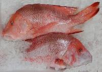 Red Snapper