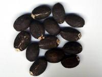 Jatropha Seeds