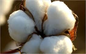 Indian Raw Cotton