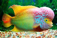 Ornamental Fish