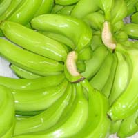 Green Cavendish Banana