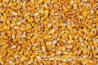 Dried Corn Kernels