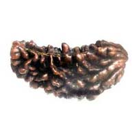 Rudraksha