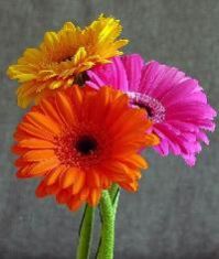 Gerbera