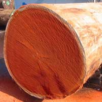 Padauk Wood