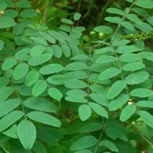 Fresh Indigo Leaves