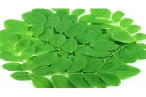 Fresh Moringa Leaves