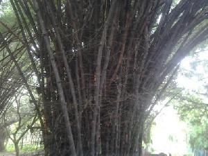 Bamboo Plants