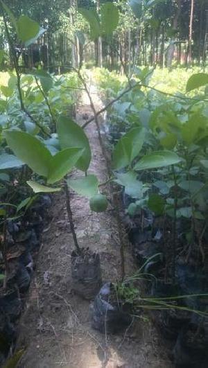 Grafted Lemon Plants