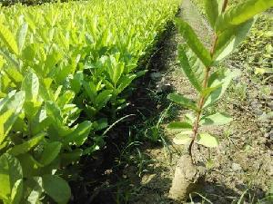 Grufted Guava Plants