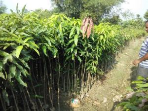 Mango Plants