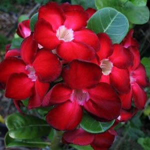 Adenium Red -