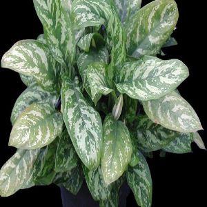 Aglaonema Malay Beauty