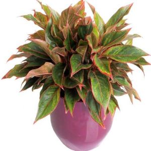 Aglonema Red Hedge