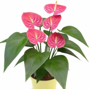 Anthurium Andreanum Baby Pink