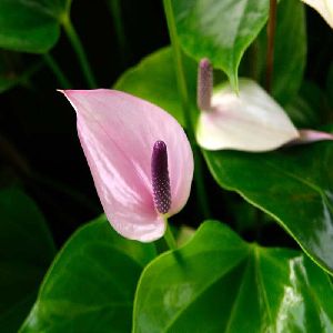 Anthurium Andreanum Violet