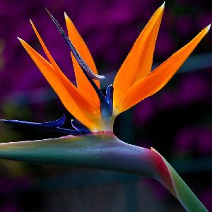 bird of paradise