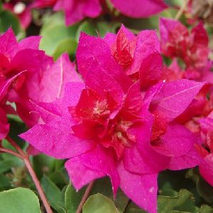 Bougainvillea Dark Pink Double