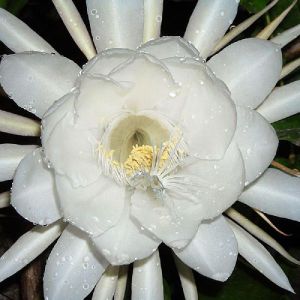 Brahma Kamal