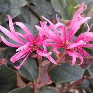 Chinese Fringe Flower