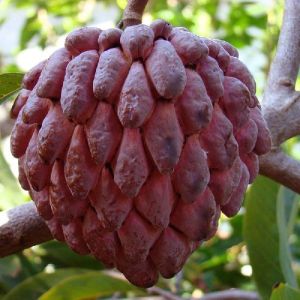 Custard Apple Red