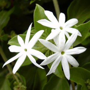 Downy Jasmine Or Kagada