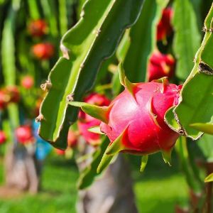 Dragon fruit