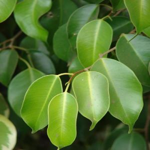 Ficus Benjamina Blackie