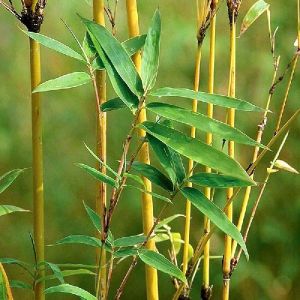 golden bamboo