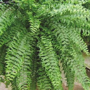 Golden Fish Tail Fern