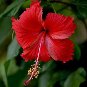 Hibiscus Red