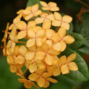 Ixora Semi Dwarf Yellow Exotica