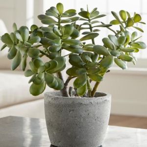 Jade plant