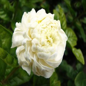 Fresh Jasmine Flowers