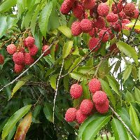 Litchi Plants