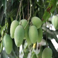 mango tree plants