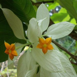 Mussaenda White