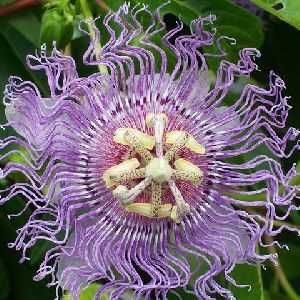 Passion Flower Purple Hybrid