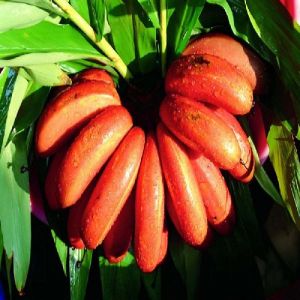 Red Banana