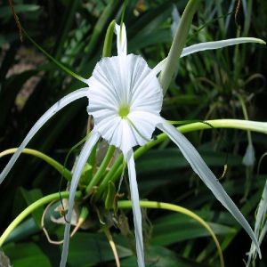 Spider Lily