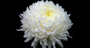 Chrysanthemum