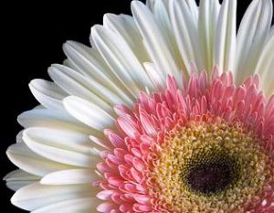 gerberas flower