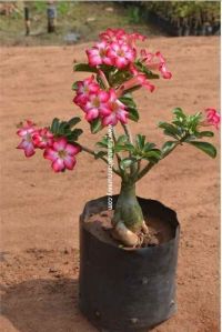 Adenium Obesum Plant