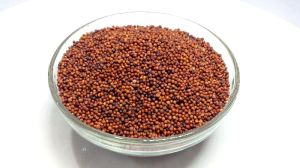 Finger Millet