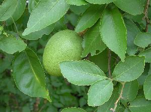 bael fruit