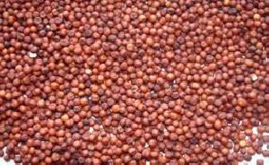 Finger Millet Seeds